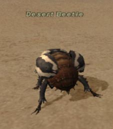 Desert Beetle Picture